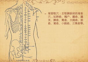 針灸與減肥 傳統(tǒng)醫(yī)學(xué)的現(xiàn)代應(yīng)用